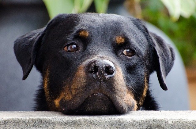 Um cão “mau”? Mas onde