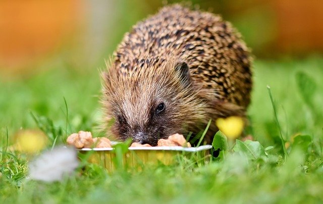 Let’s think about other garden inhabitants too Let’s think about other garden inhabitants too